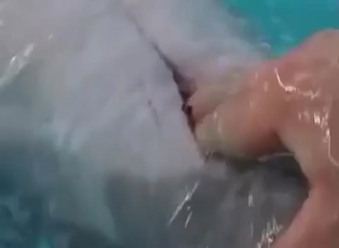 Fun With Dolphin Pussy Gaybeast.Com - Beastiality Sex Video - Katitube  Kinky Sex