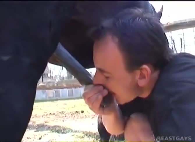 Gay Horse Porn Captions - Gay And His Horse Playing Together - Katitube Kinky Sex