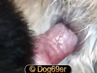 Gay Dogs 3 Gay Beast Com - Bestiality Porn Video