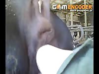Gaybeast Cowfis Gay Zoo Porn Petlust Men Fuck Animals