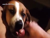 Gaybeast Dog 2618 Baxter - Animal Sex Tube