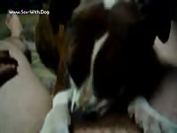 Gay Beast Com Dog 3111ling - Animal Porn Tube