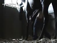Gaybeast Rip Dog Fuck - Bestiality Sex Video