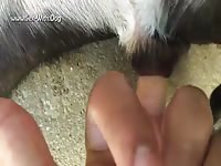 Gaybeast Rip Dog Loves To Suco And Get Fingered - Animal Sex Video