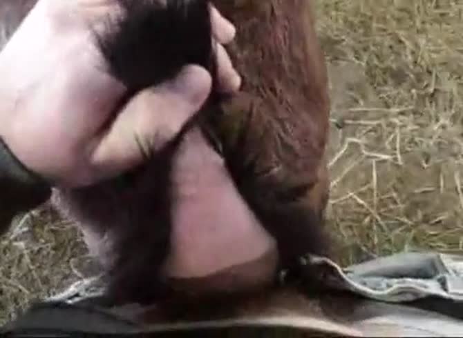 Gaybeast Female Goat Gay Zoo Porn Petlust Men Fuck Animals 