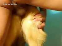 Gaybeast German Shepard Fun 1 - Animal Porn