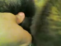 Gay Beast Com His Woman His Wife Gay Zoo Porn Petlust Men Fuck Animals
