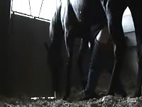 Gaybeast Horse Fuck Gay Zoo Porn Petlust Men Fuck Animals