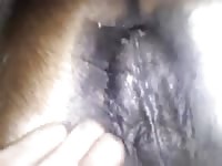 Gay Beast Com Licking My Lady Gay Zoo Porn Petlust Men Fuck Animals