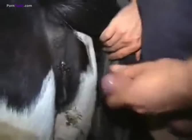 Cow men fuck Man with