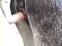Gaybeast.Com Man Fucl Donkeymare
