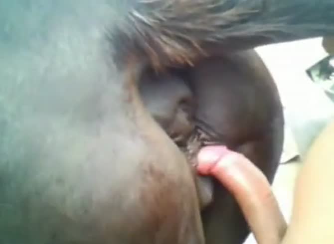 Porn animal Animal Sex