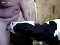 Gaybeast Rip Men And Animals Calf 3115 Daddy 1504 - Beastiality Porn Video