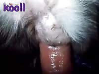 Gaybeast.Com Men And Animals Collie 1310 - Beastiality XXX Porn Video