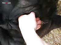 Gay Beast Com Men And Animals Cow Pee And Fist - Animal Sex