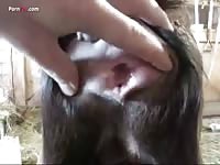 Animalsandwomanxxxsex - Female Heifer Gay Beast Com - Beastiality XXX Porn Video - Katitube Kinky  Sex