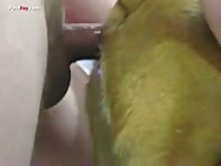 Gay Beast Com Men And Animals Man And Boxer 1310 - Zoo Xxx Porn Video