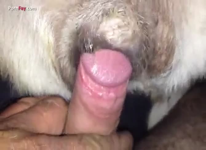Animal Sexy Video Mp4 - Gaybeast.Com Men And Animals Stray 1310 - Animal Sex Movie - Katitube Kinky  Sex