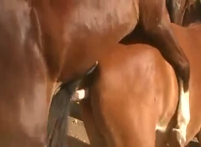 Gay horse porn