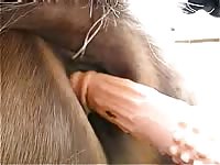 Gelding Lover Gaybeast - Beastiality XXX Sex Movie
