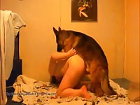 German Shepherd Training Gaybeast.Com - Animal Sex Video