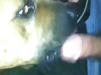 Getting Licked By Stray English Mastiff Gaybeast - Beastiality Porn Video