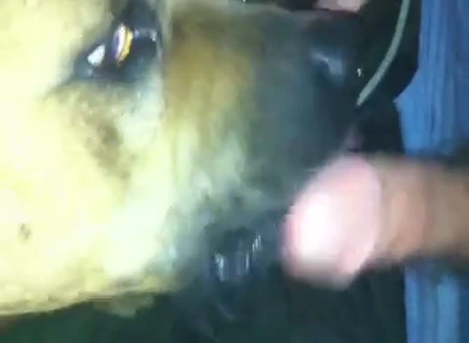 Bad Masti Dog - Getting Licked By Stray English Mastiff Gaybeast - Beastiality Porn Video -  Katitube Kinky Sex