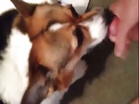 Giving A Dog Facial Gay Zoo Porn Petlust