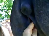 Gluckliche Aufnahme Entjungferung M Einer Stute Gaybeast Rip - Animal Sex Video