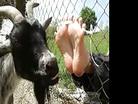Goat Feet Compilation Gaybeast - Beastiality Sex