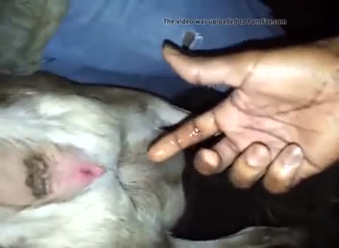 Animal Femeal Goat Manfuck - Goat In Heat Gay Beast Com - Animal Porn Tube - Katitube Kinky Sex