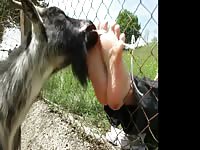 Goat Licks Feet Gaybeast.Com - Beastiality Sex Tube