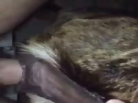 Goat Pussy Is The Best Gaybeast.Com - Animal Porn Video