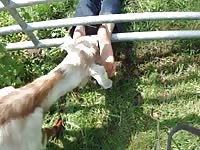 Goats Licking Feet Gaybeast - Beastiality Sex