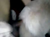 Goods 2 Gaybeast.Com - Animal Sex Video