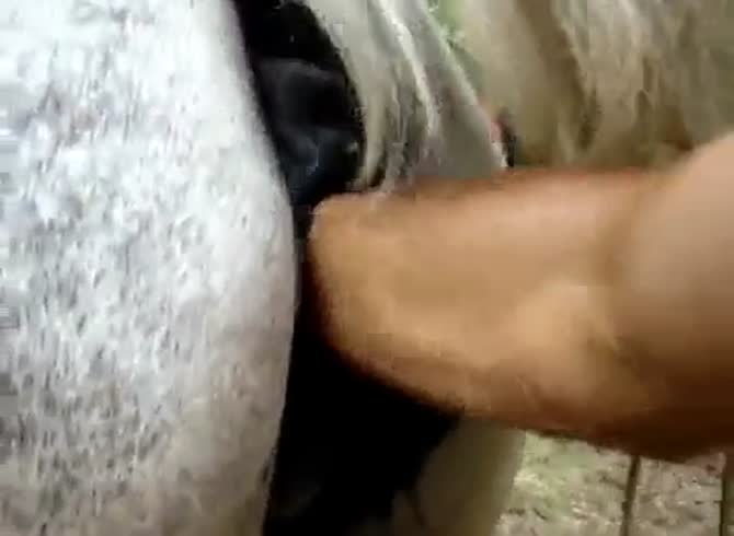 Female horse pussy - Extreme Porn Video - LuxureTV