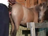 Brazilian Donkey Porn - Brazilian donkey mare gaybeast com [ Animal Girls ] - Zoo Porn Horse, Zoo  Porn With Men at Katitube