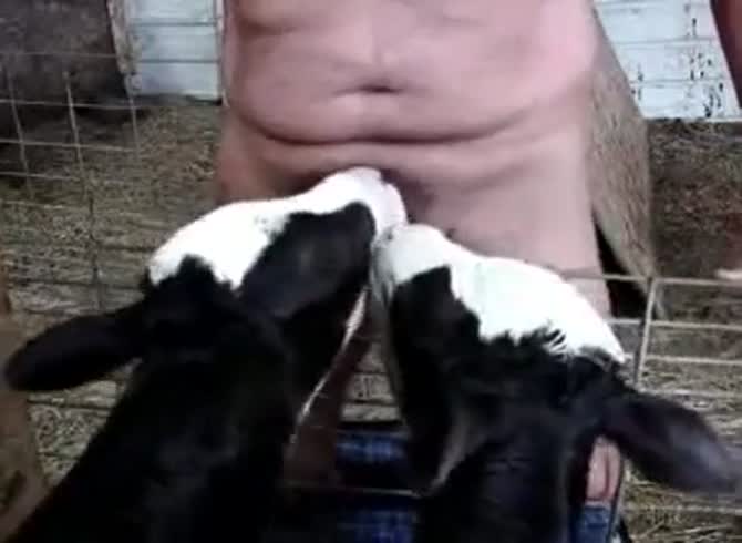 Cow Suck Men Dick - Guy Gets Dick Sucked By Two Calfs Gaybeast.Com - Beastiality XXX Porn Movie  - Katitube Kinky Sex