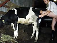 Guy Has Some Fun With A Calf Gaybeast Rip - Beastiality Porn