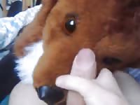 Guy Rubs Cock Against Fox Plushie And Cums Gay Beast Com - Animal Sex Movie