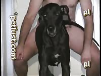 Guys And Female Dogs Pb212 Dane Heat Petlust Com