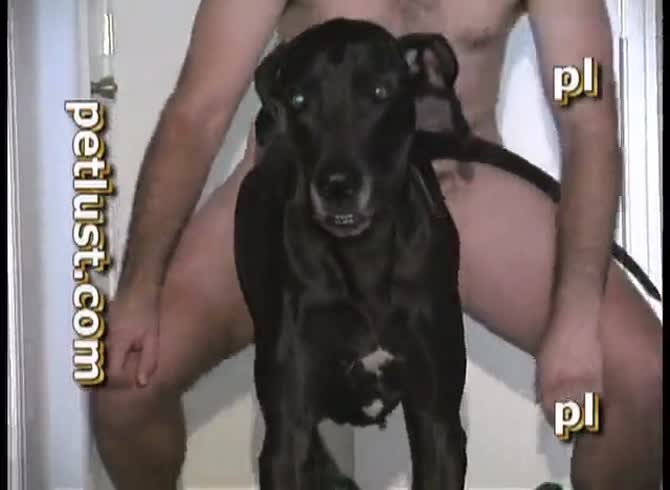Guys And Female Dogs Pb212 Dane Heat Petlust Com - Zoo Porn Dog at Katitube
