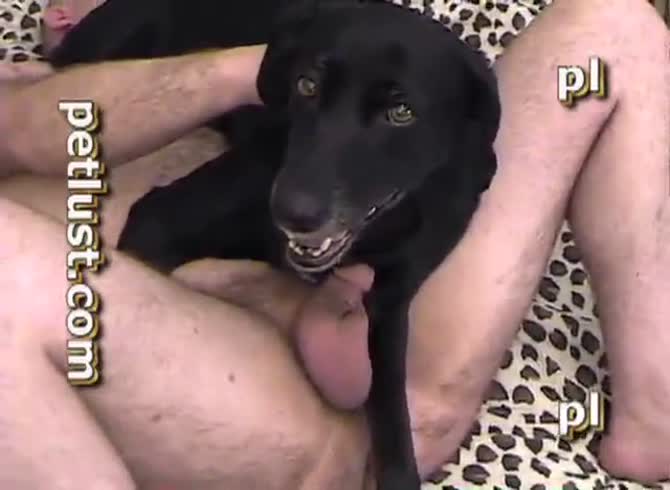 Guys And Female Dogs Pc229 Black Woman In Heat Petlust Com - Zoo Porn Dog  at Katitube