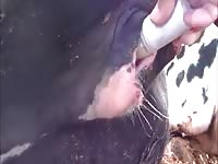 Holstein Cow Dildo Gaybeast.Com - Animal Porn Video
