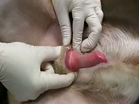 Vet examines dog cock in bestiality video