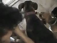 Woman has bestiality threesome with dogs