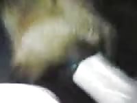Dog gets pleasured by a dildo for beastiality video