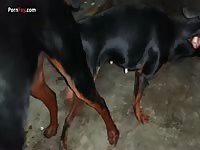 Dogs have sex together in zoo sex