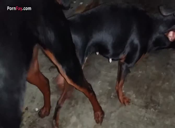 Dogs have sex together in zoo sex - Zoo Porn Dog at Katitube