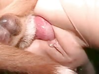 Woman takes dog cock up her pussy in dog xxx